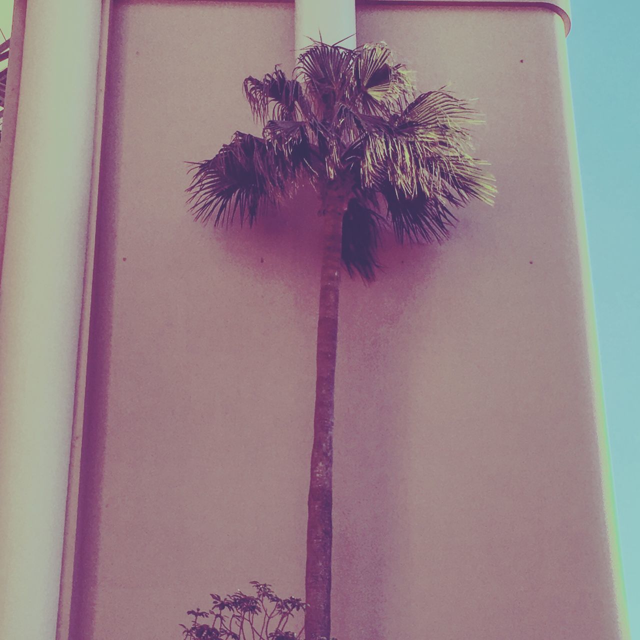 LOW ANGLE VIEW OF PALM TREE HANGING FROM CEILING