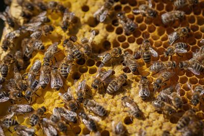 High angle view of honeycomb