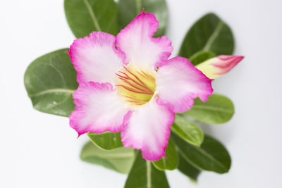 Close-up of pink flower against white background