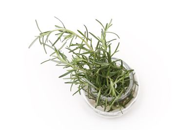 Close-up of plant against white background