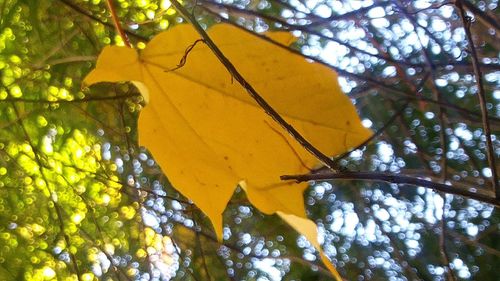 Low angle view of yellow tree