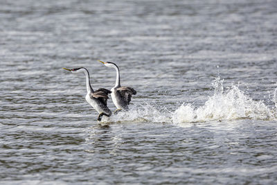 Bird drinking water