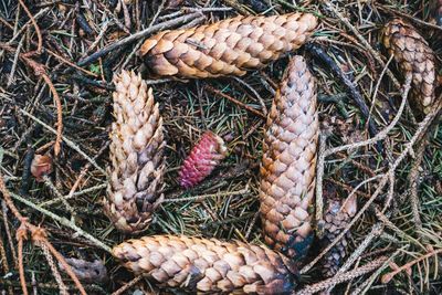 High angle view of pine cones