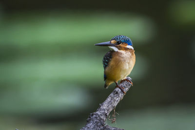 Close-up of bird perching