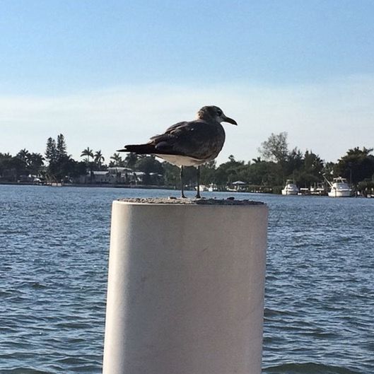 BIRD PERCHING ON WATER