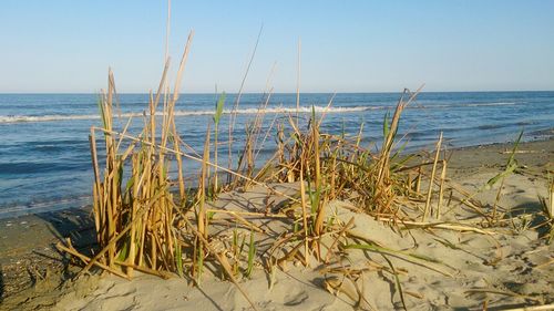 Scenic view of sea against clear sky