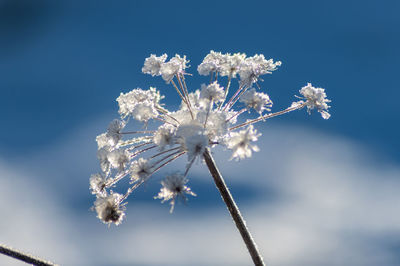 Low angle view of white flowering plant against snow