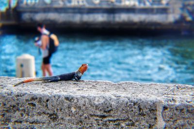 Close-up of bird perching on retaining wall by sea