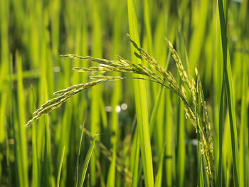 Close-up of crops growing on field