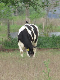 Horse standing on field