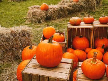 High angle view of pumpkins on table