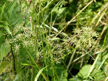 Close-up of dew on plant