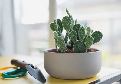 Close-up of potted plant on table