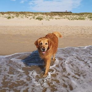 Dog on beach