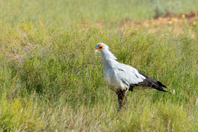 Side view of a bird on grass