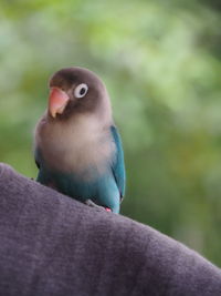 Close-up of bird perching on plant