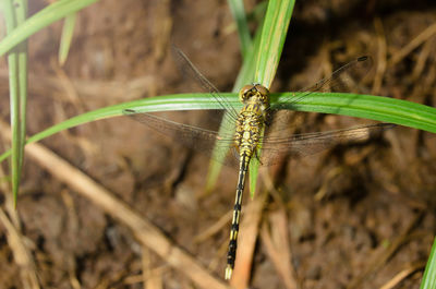Close-up of damselfly on plant