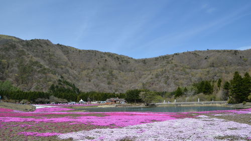 Scenic view of pink and mountains against sky