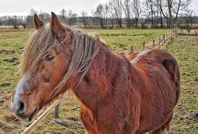 Close-up of a horse on field