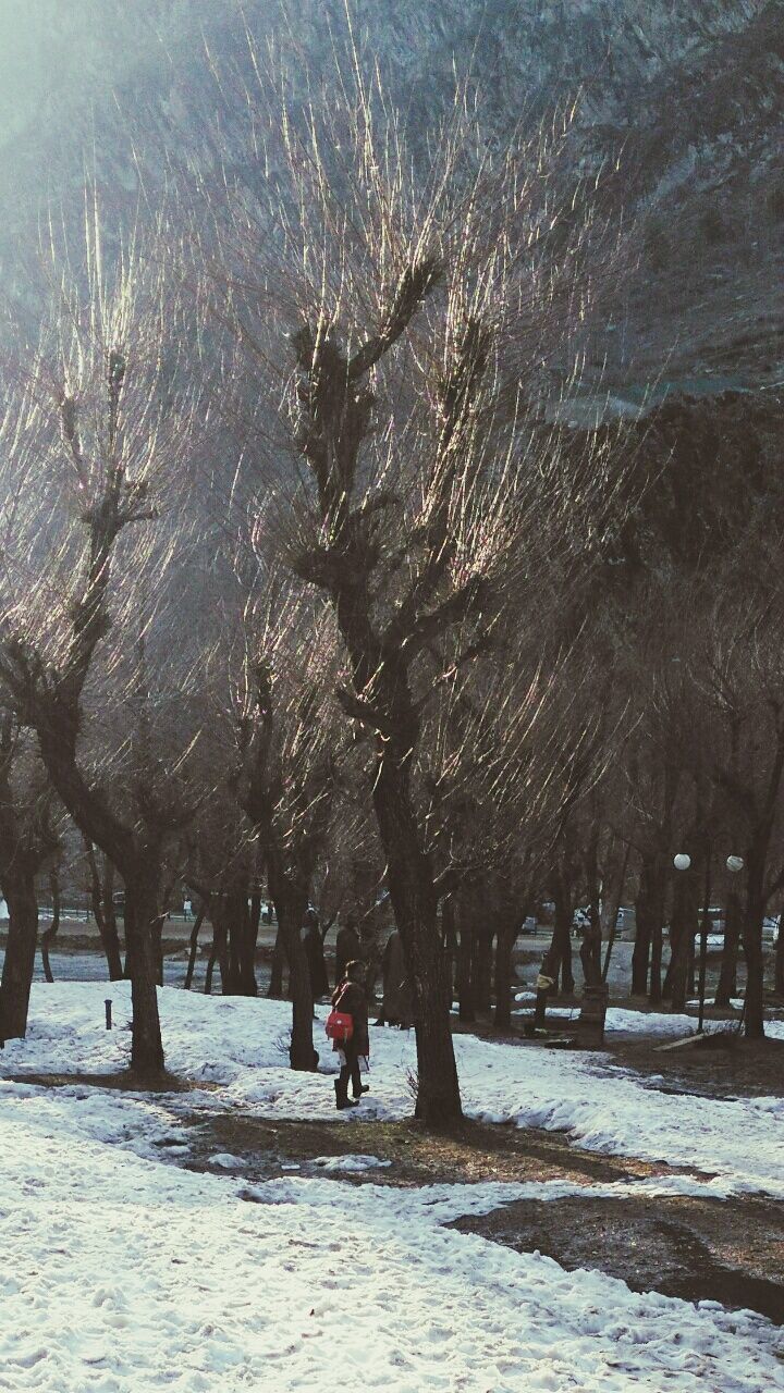 BARE TREES IN SNOW