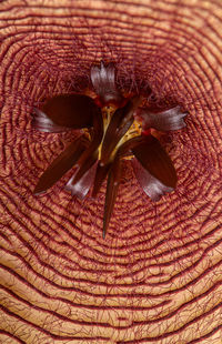 close-up
