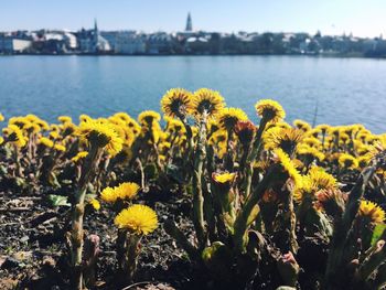 Close-up of yellow flowers in river