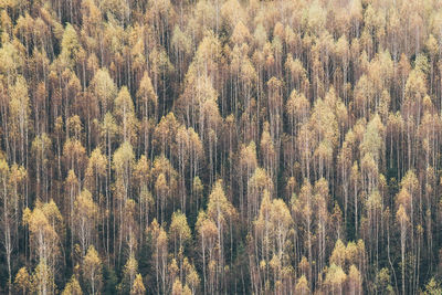 Full frame shot of pine trees in forest