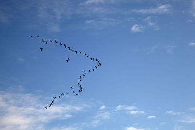 Low angle view of birds flying in sky