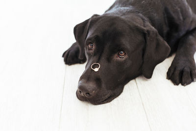 Close-up portrait of black dog