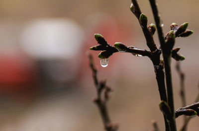 Close-up of flower buds growing outdoors