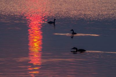 Silhouette birds swimming on lake during sunset