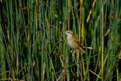 Close-up of bird perching on grass