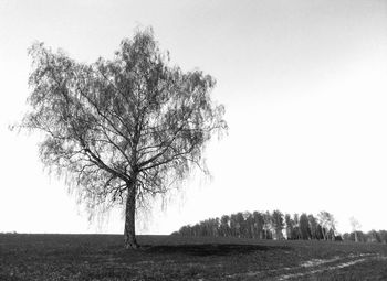 Bare tree on landscape against clear sky