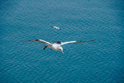 Seagulls flying over sea