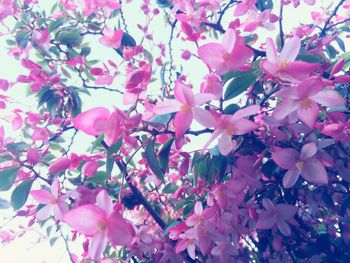 Close-up of pink flowers