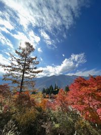 Scenic view of landscape against sky during autumn