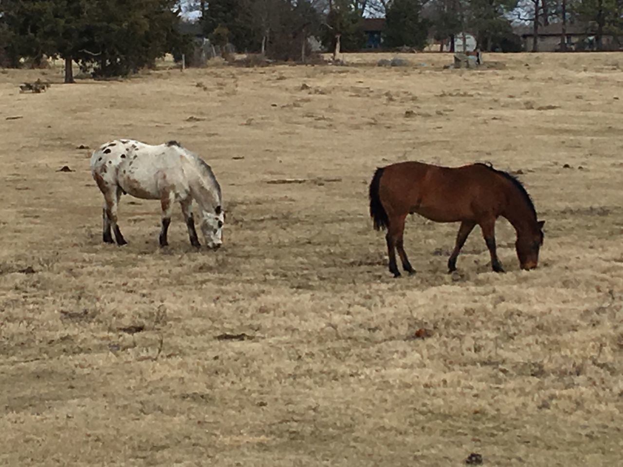 HORSE ON FIELD