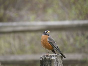 Close-up of bird perching on railing