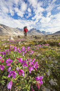 Scenic view of flowering plants by mountains against sky