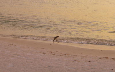 Bird on beach