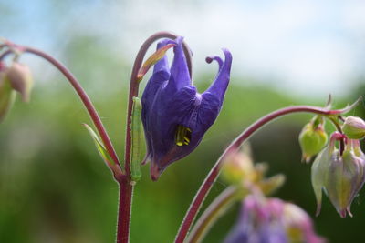 Close-up of purple flower