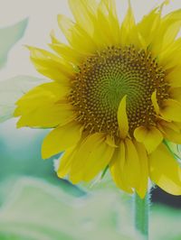 Close-up of yellow flower blooming outdoors