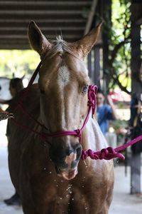 Close-up of a horse