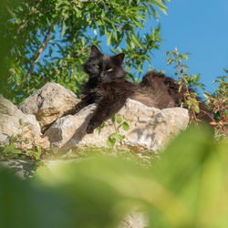 Cat looking away