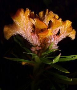 Close-up of flowers