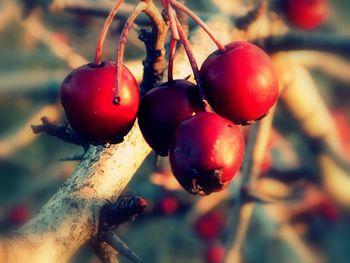 Close-up of cherries in water