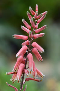 Close up of a flower on an aloe jucunda plant