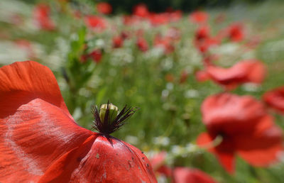 Close-up of red poppy flower