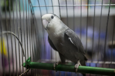 Close-up of a bird in cage