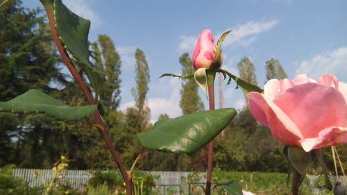 Close-up of pink flowering plants against sky